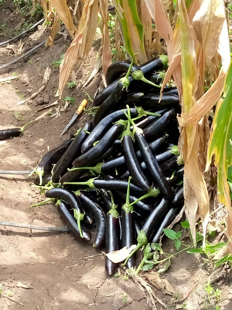 EGGPLANT VERA F1 5GM THE MAURITIUS CO OPERATIVE AGRICULTURAL 