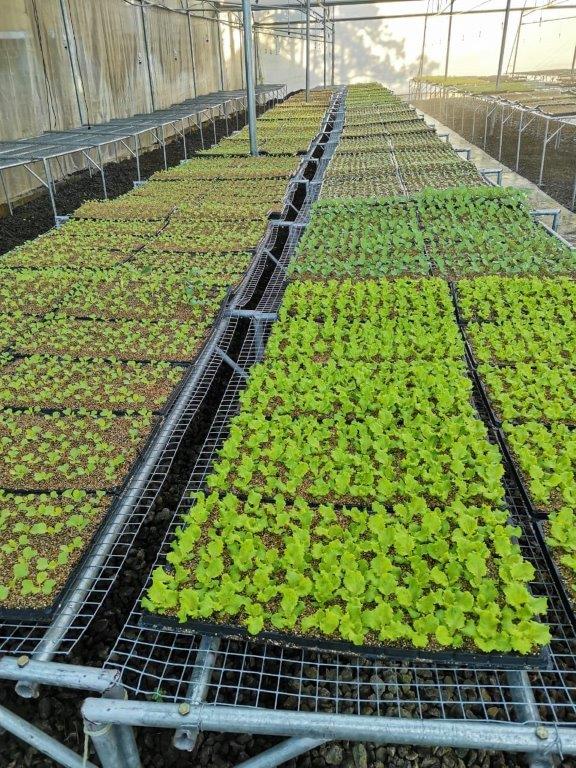 Vegetable Seedlings - THE MAURITIUS CO-OPERATIVE AGRICULTURAL ...