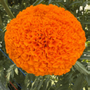 MARIGOLD KING ORANGE  100 SEEDS  215