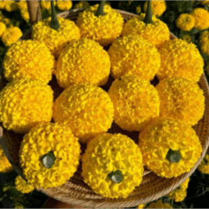 MARIGOLD SUNRAYS YELLOW 100 SEEDS